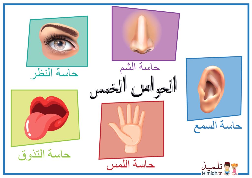 الحواس سنة أولى ثلاثي أول