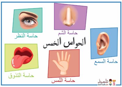 الحواس سنة أولى ثلاثي أول