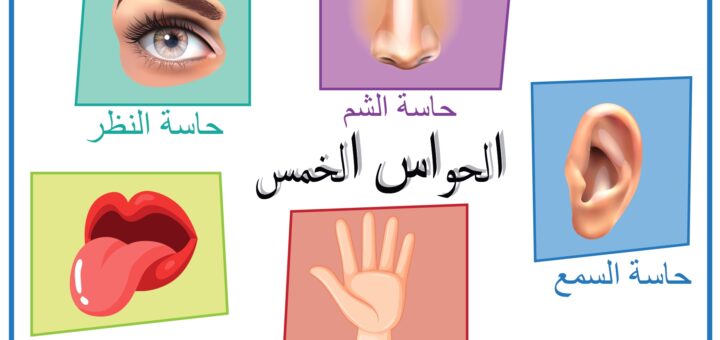 الحواس سنة أولى ثلاثي أول