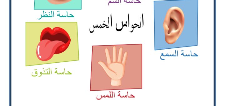 الحَوَاسُ الخَمْس