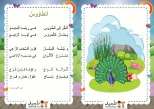 محجفوظات الطاووس السنة الاولى